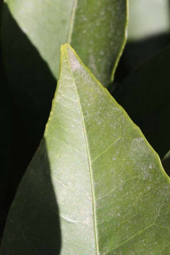              Margin (Riverside, CA)       